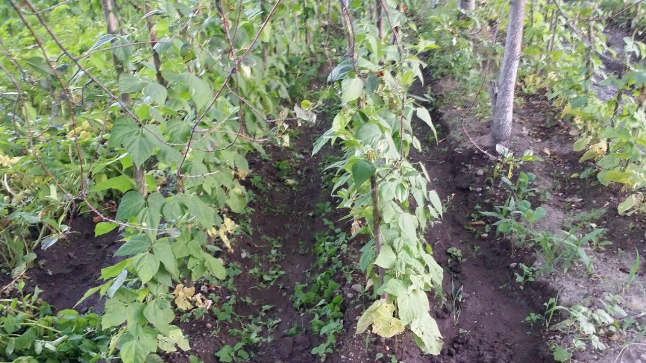 Verishen Guest House B&B Goris Bagian luar foto